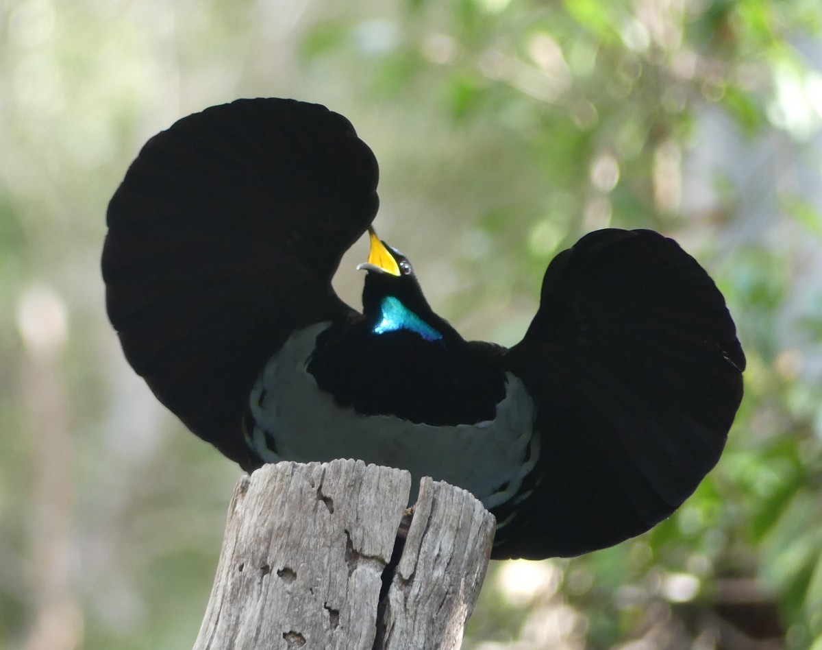 Victoria's Riflebird - ML644871760