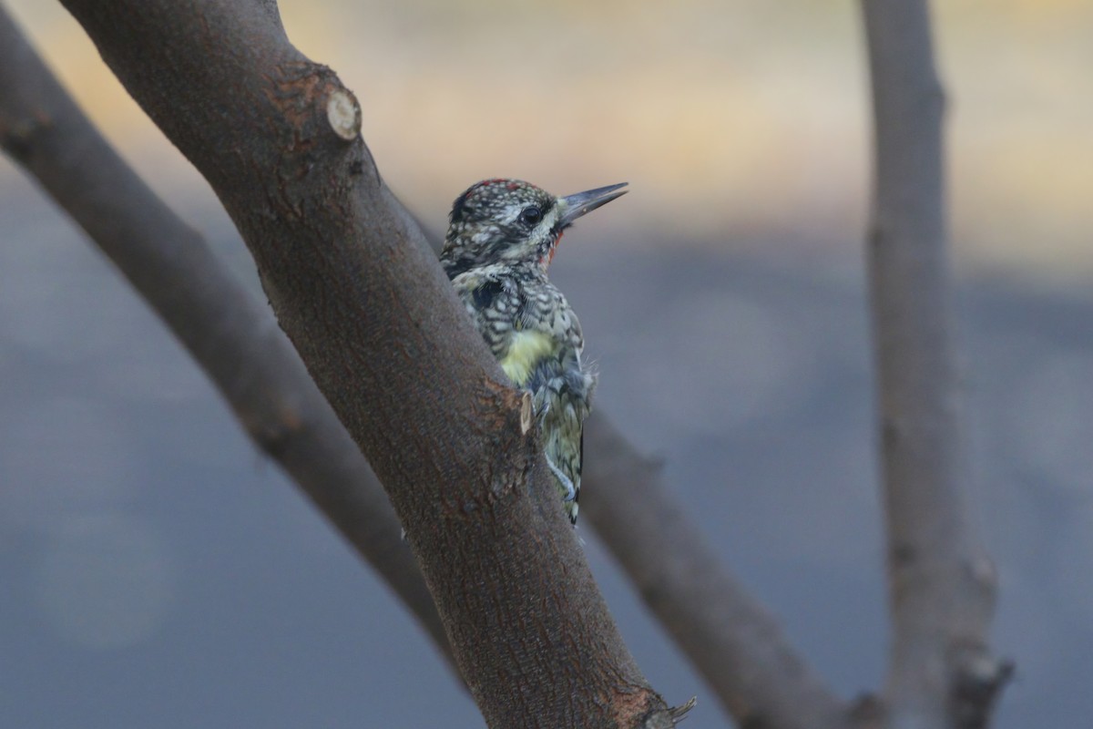 kanadasevjespett - ML644871762