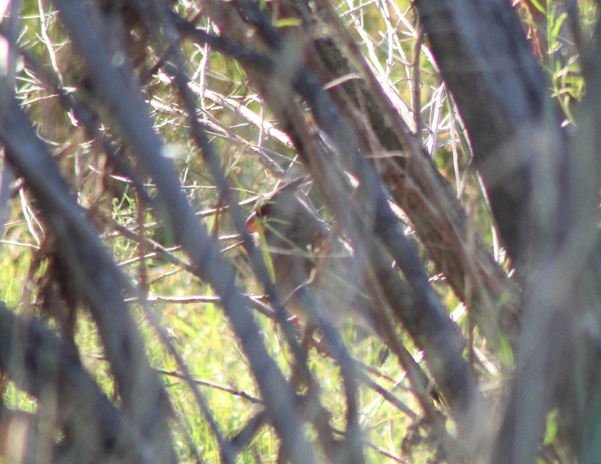 Pyrrhuloxia - ML644871763