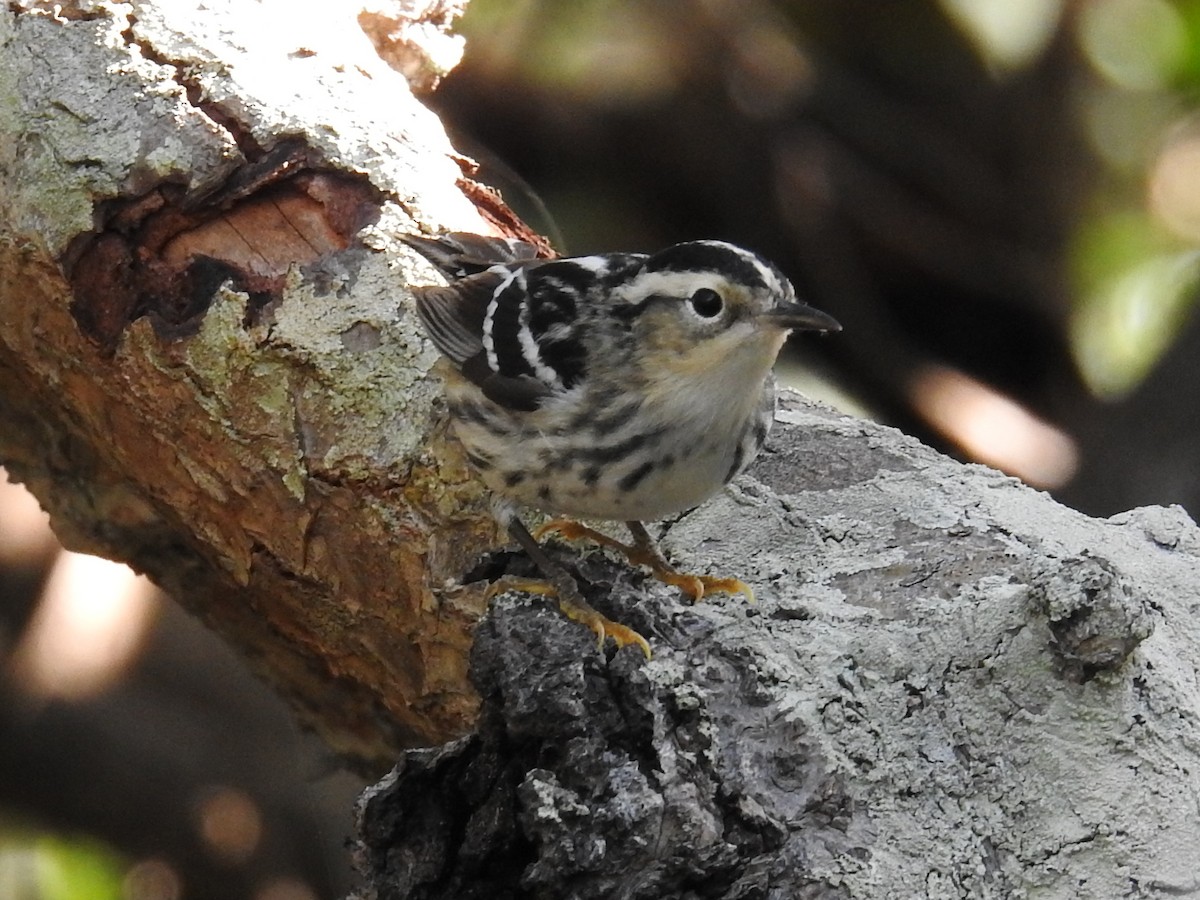 Black-and-white Warbler - ML644871764