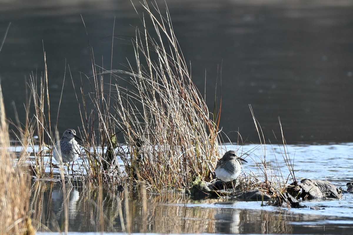 jespák skvrnitý - ML644871765