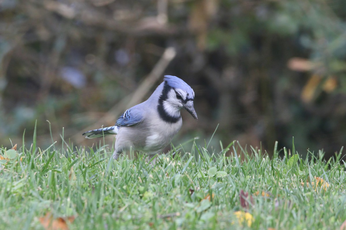 Blue Jay - ML644871766