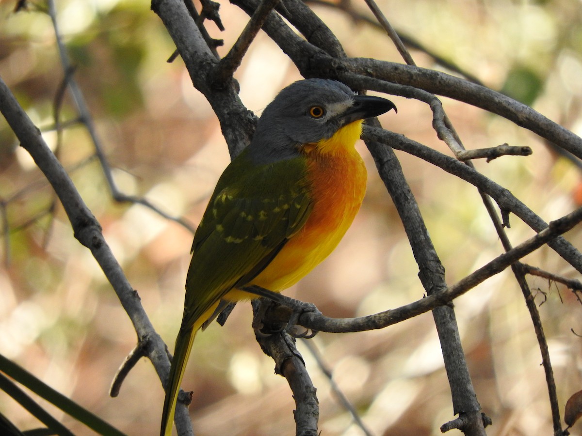 Gray-headed Bushshrike - ML644871767