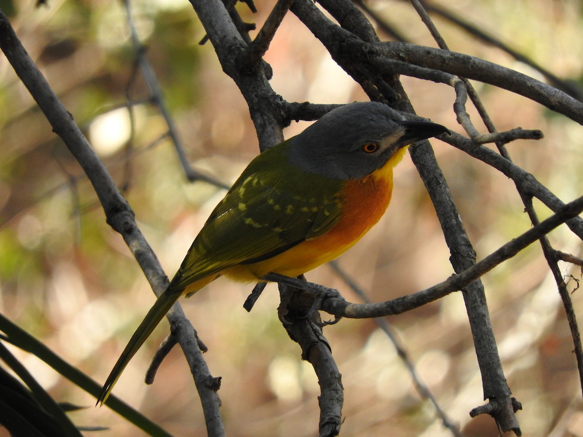 Gray-headed Bushshrike - ML644871768