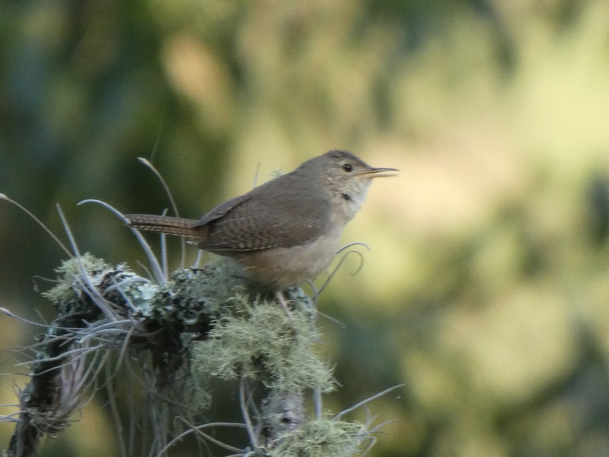 Southern House Wren - ML644871769