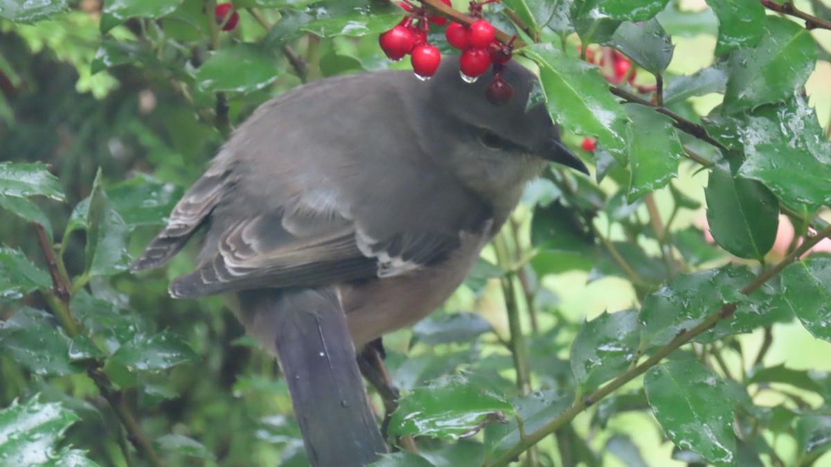 Northern Mockingbird - ML644871780