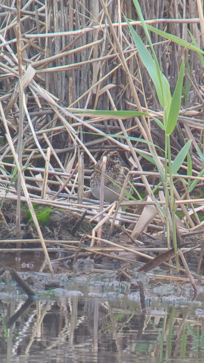 Jack Snipe - ML644871790