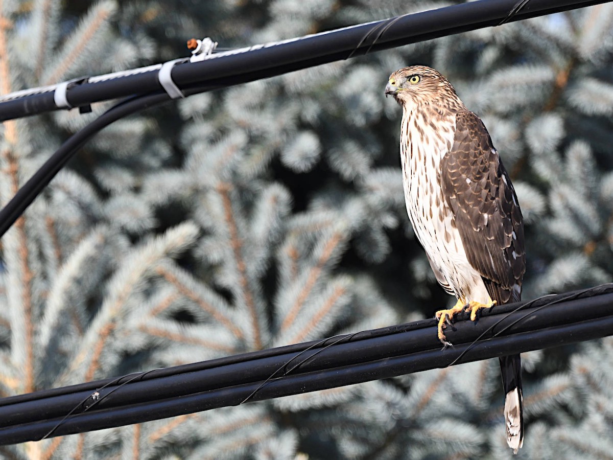 Cooper's Hawk - ML644871798