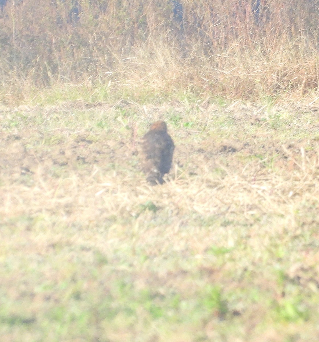 Американский лунь - ML644871800