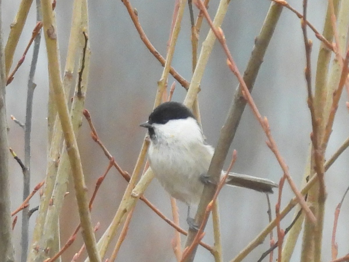 Mésange boréale - ML644871818