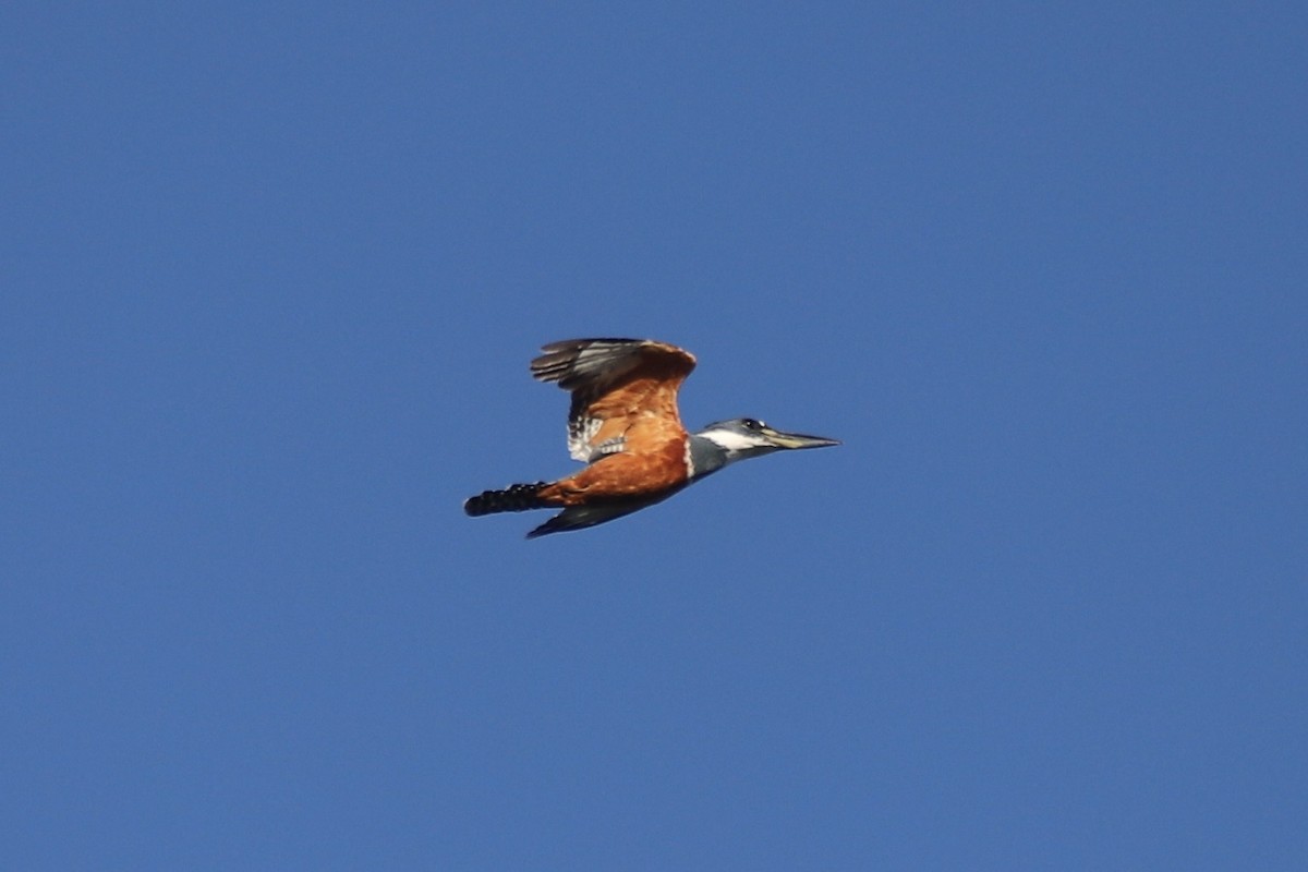 Ringed Kingfisher - ML644871830
