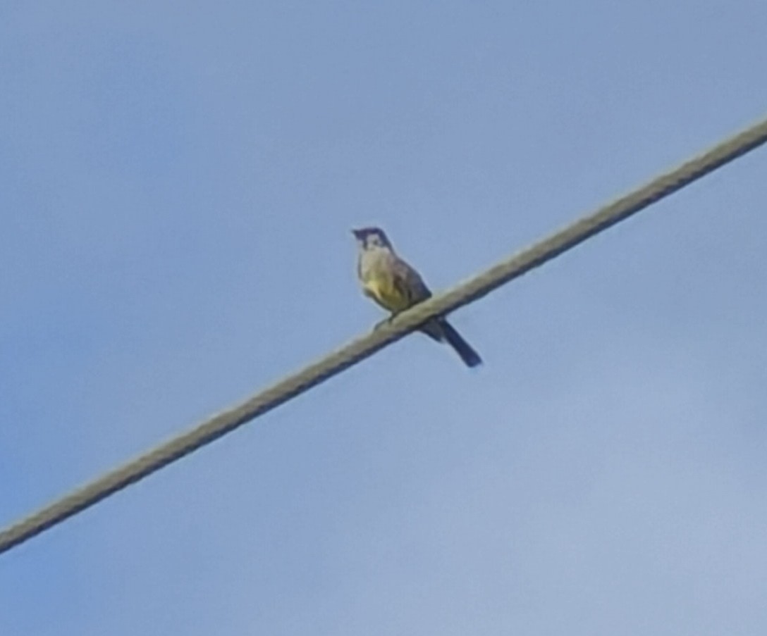 Cassin's Kingbird - ML644871833