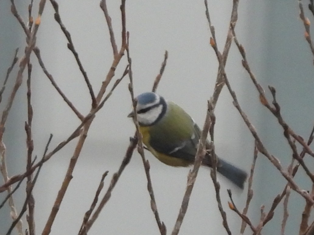 Herrerillo Común - ML644871838