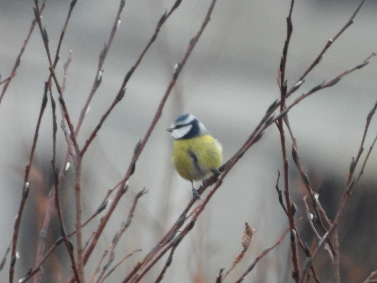 Herrerillo Común - ML644871840