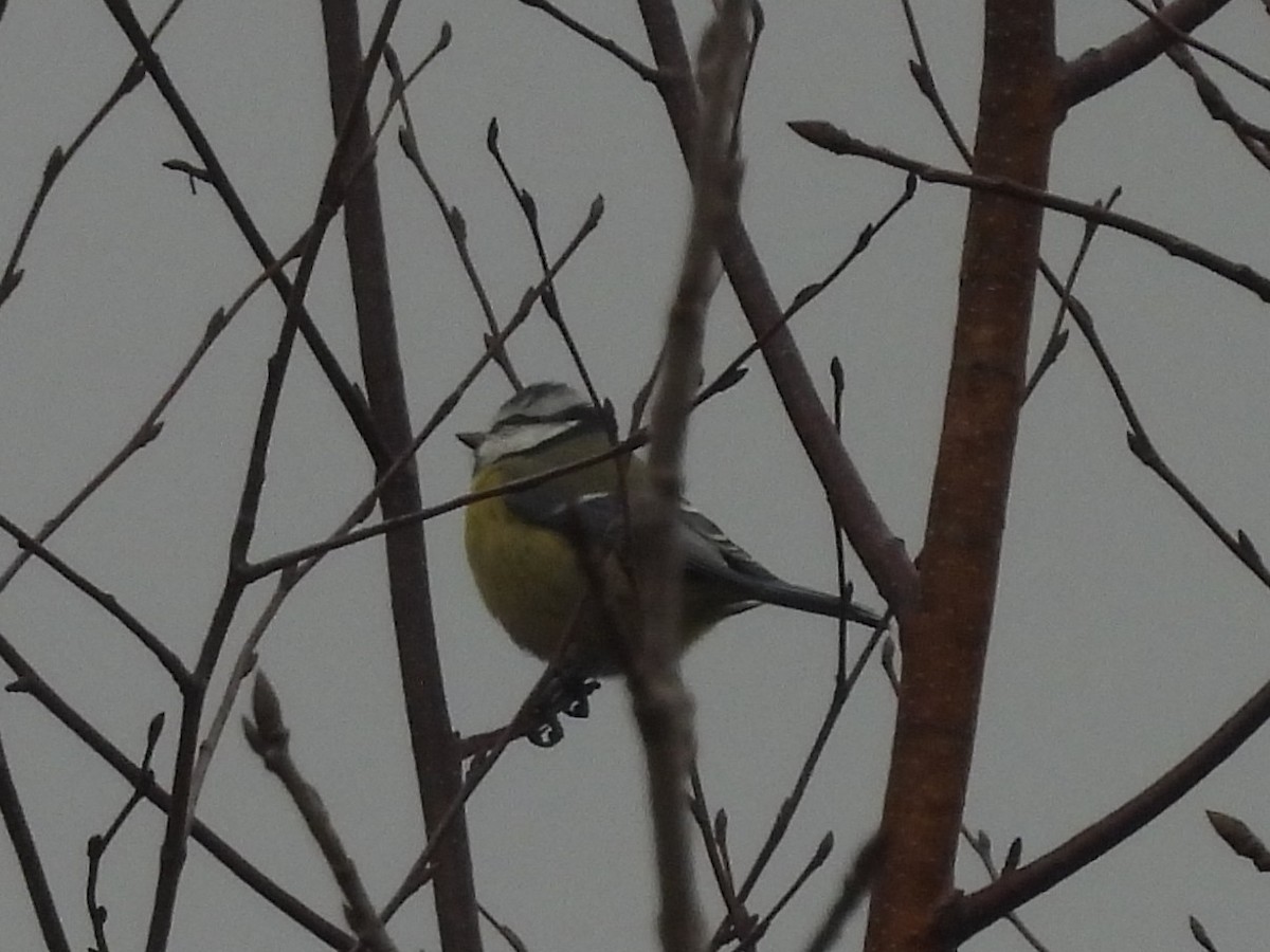 Herrerillo Común - ML644871841