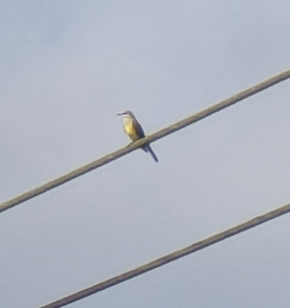 Западный тиранн - ML644871843