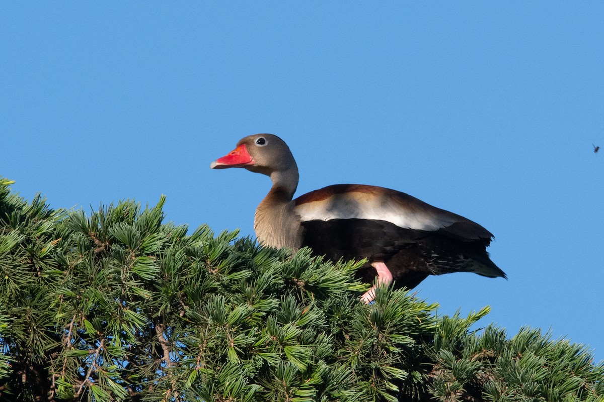 Black-bellied Whistling-Duck - ML644871845