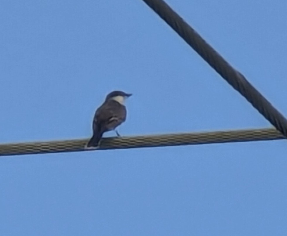 オウサマタイランチョウ - ML644871865