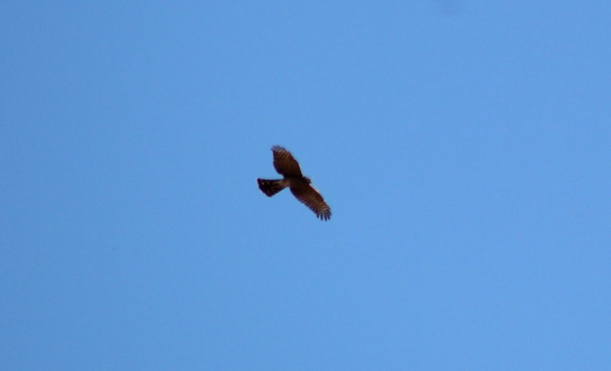 Американский лунь - ML644871866