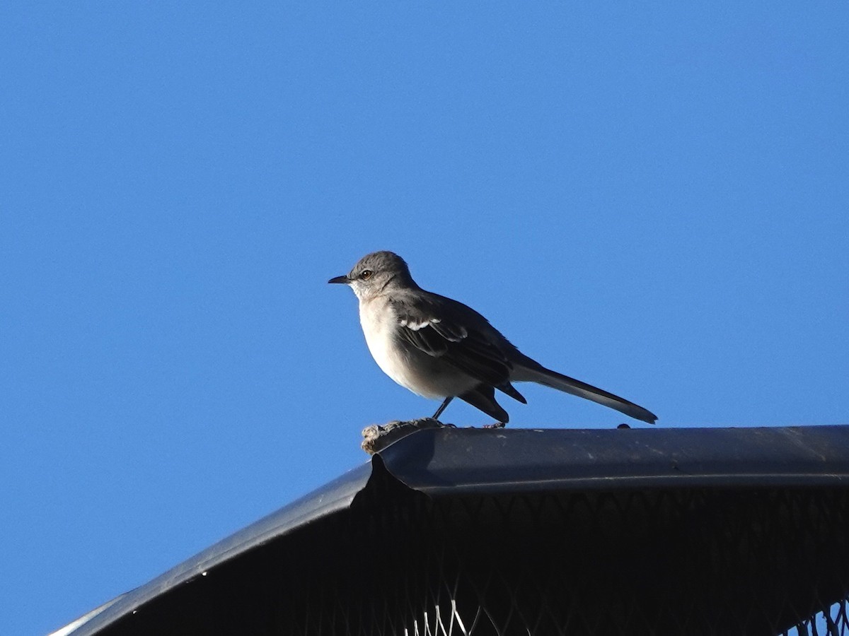 Northern Mockingbird - ML644871874