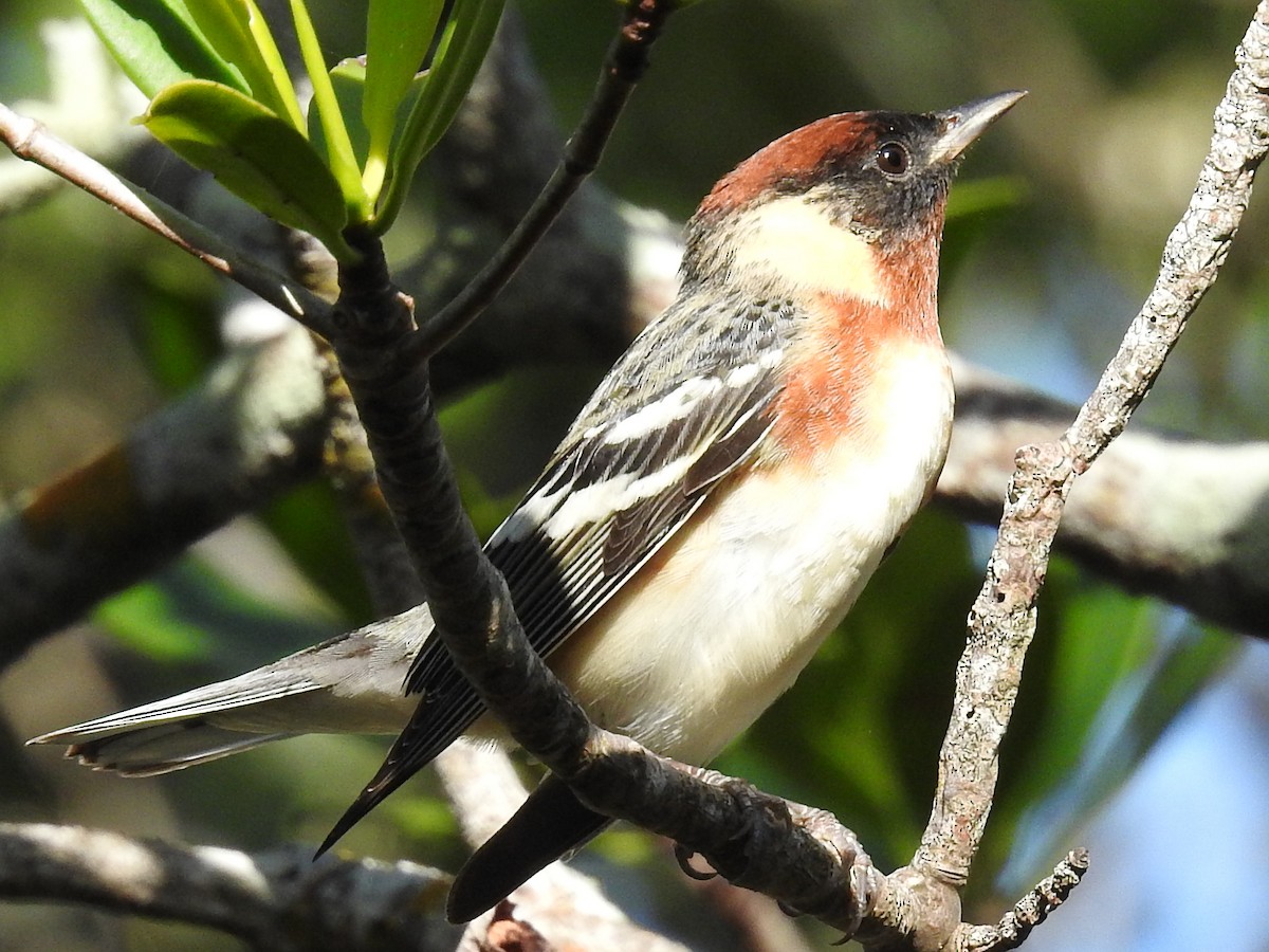 Пісняр-лісовик каштановий - ML644871877