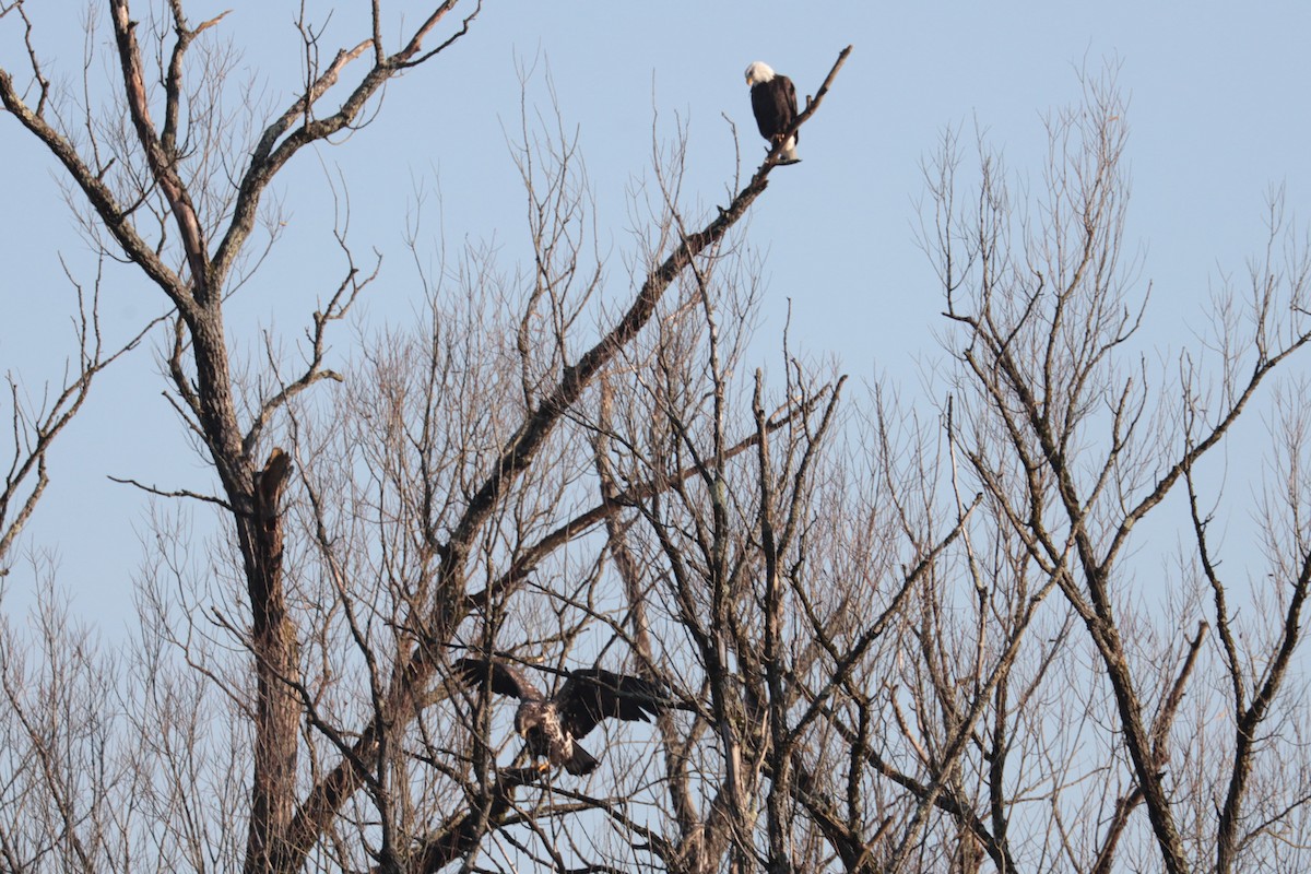Орлан білоголовий - ML644871880