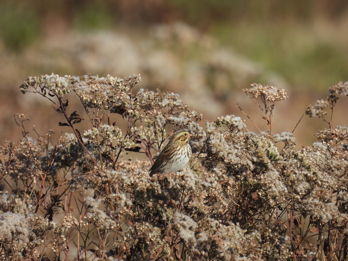 Savannah Sparrow - ML644871891