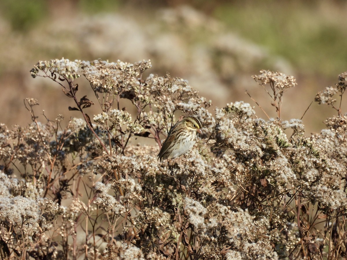 Savannah Sparrow - ML644871893