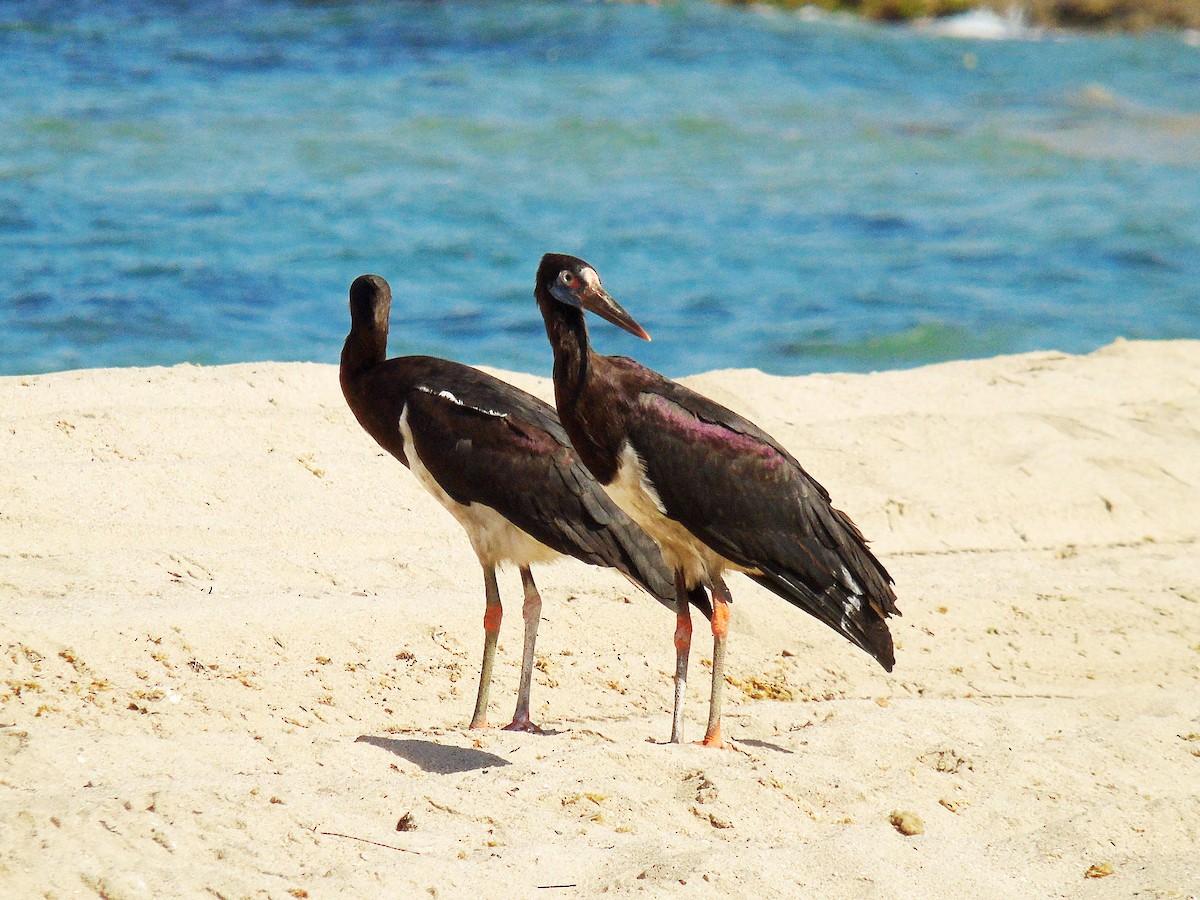 Abdim's Stork - ML644871894