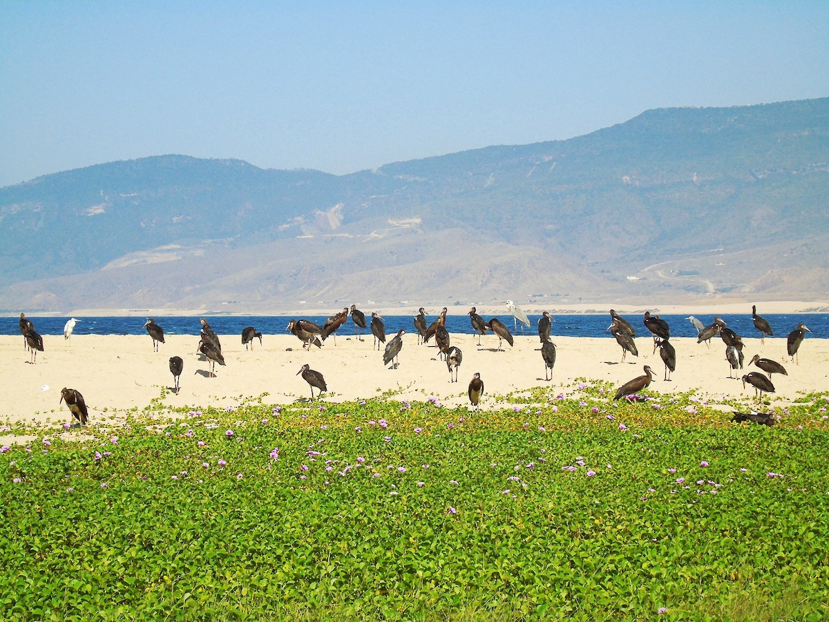 Abdim's Stork - ML644871895