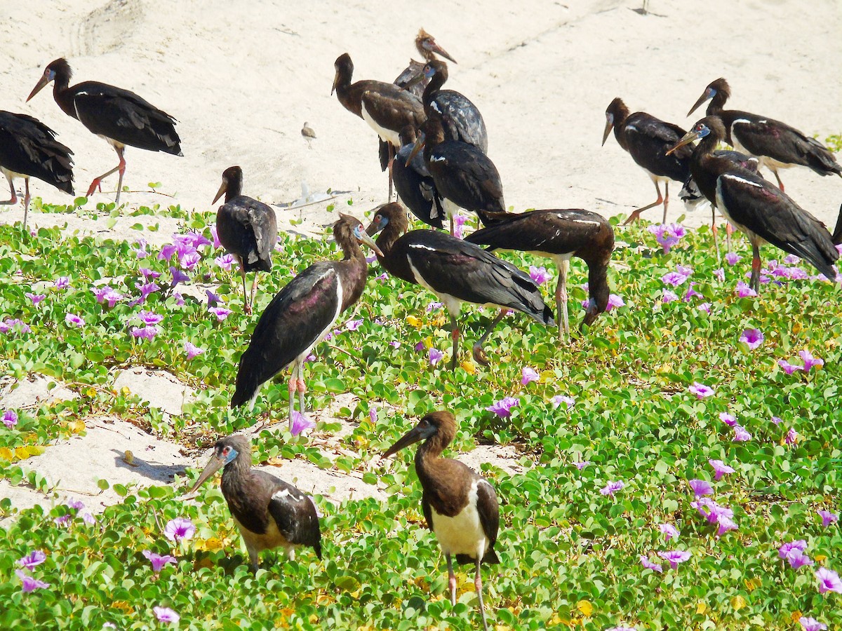 Abdim's Stork - ML644871896