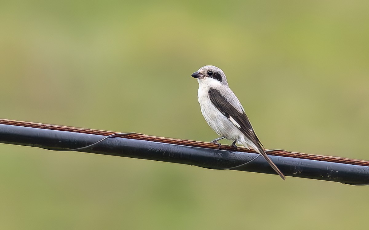 ヒメオオモズ - ML644871897