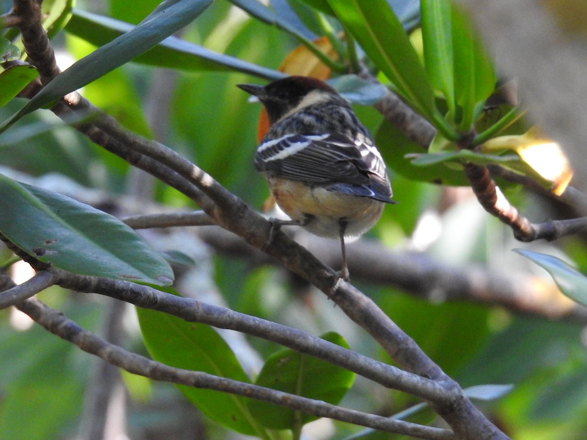 Пісняр-лісовик каштановий - ML644871900