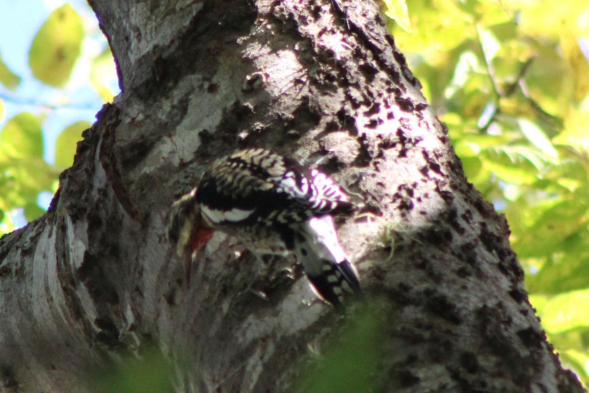 kanadasevjespett - ML644871903