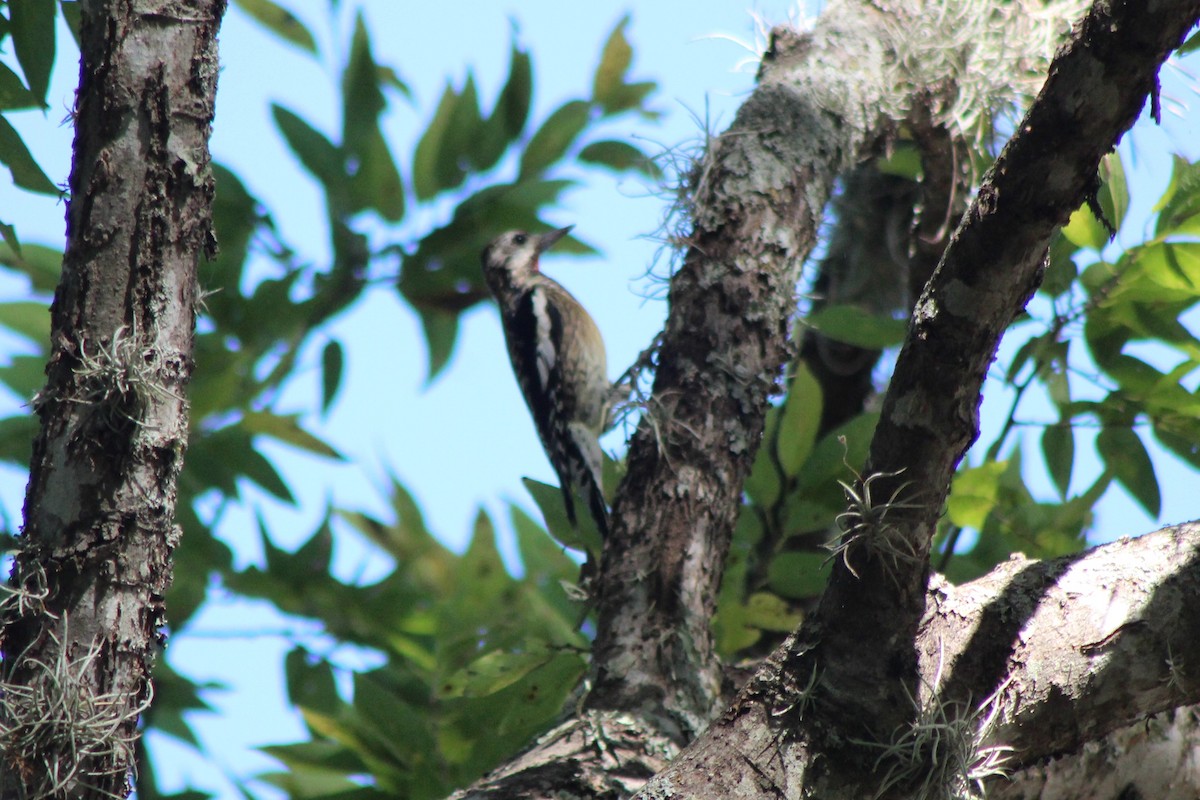 kanadasevjespett - ML644871911