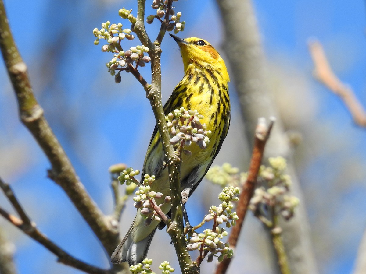 Cape May Warbler - ML644871915
