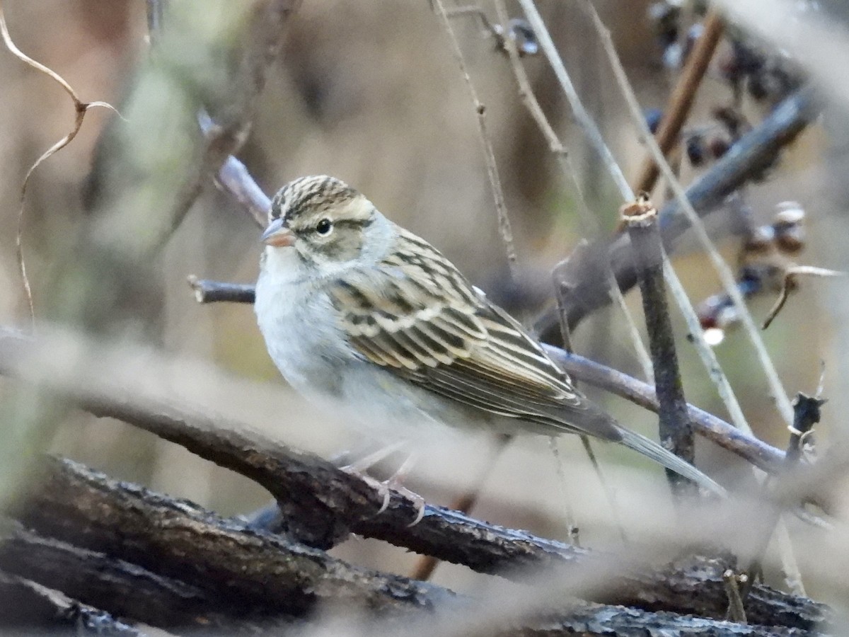 Chipping Sparrow - ML644871926
