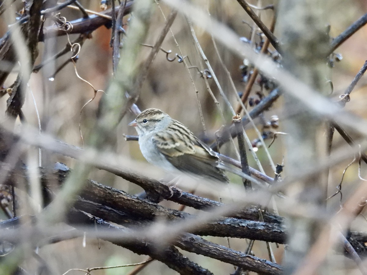 Chipping Sparrow - ML644871927