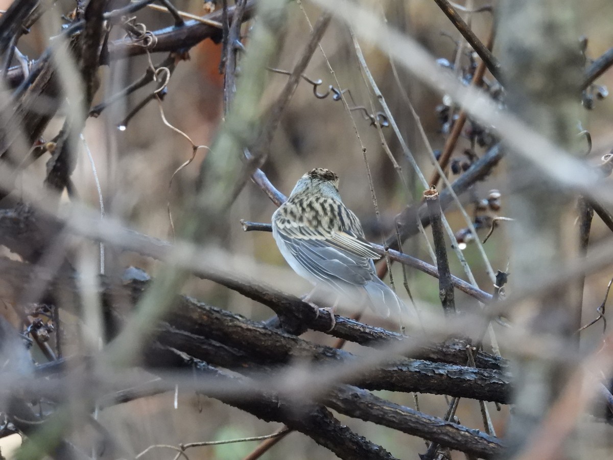 Chipping Sparrow - ML644871928