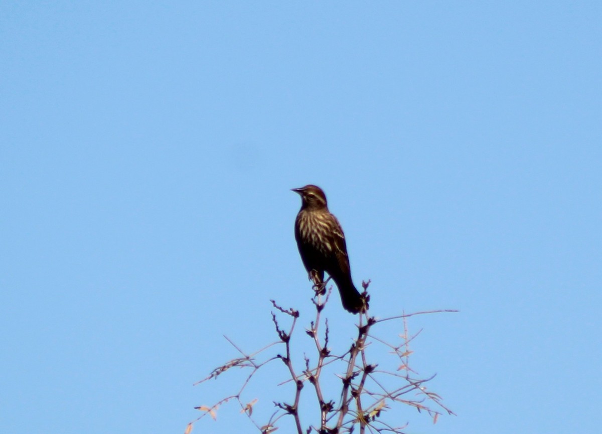 Red-winged Blackbird - ML644871934