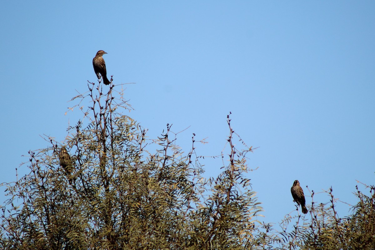Red-winged Blackbird - ML644871935