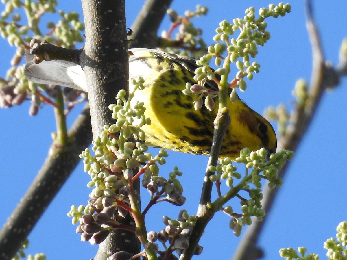 Cape May Warbler - ML644871943
