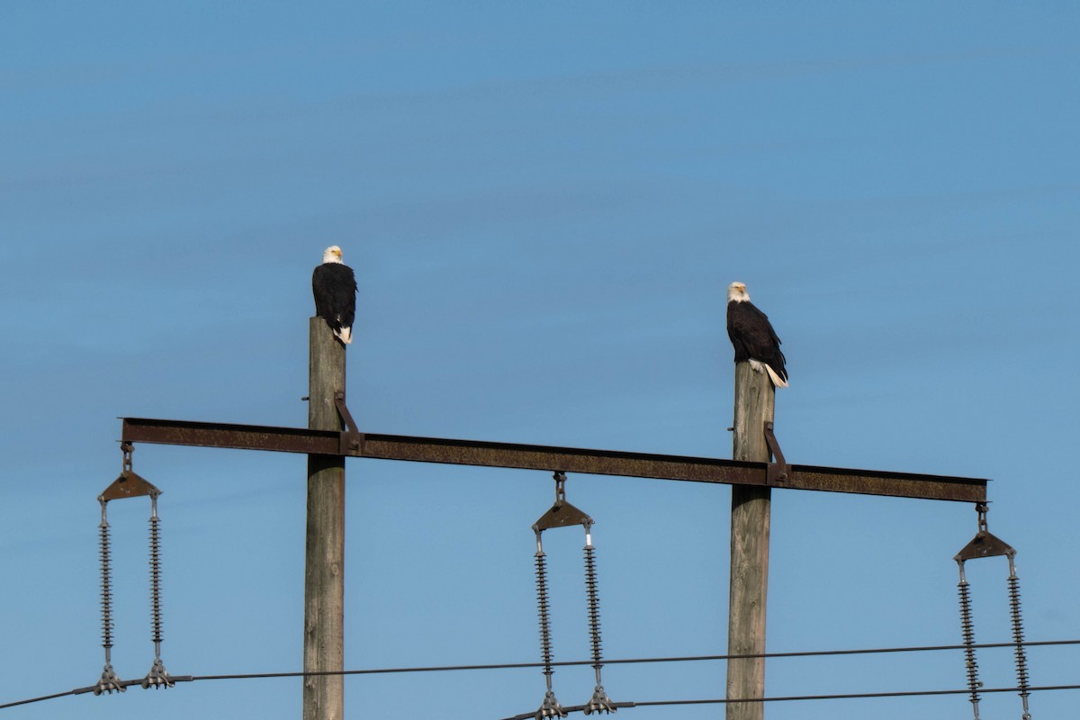 Орлан білоголовий - ML644871950