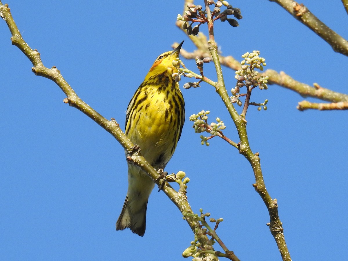 Cape May Warbler - ML644871955