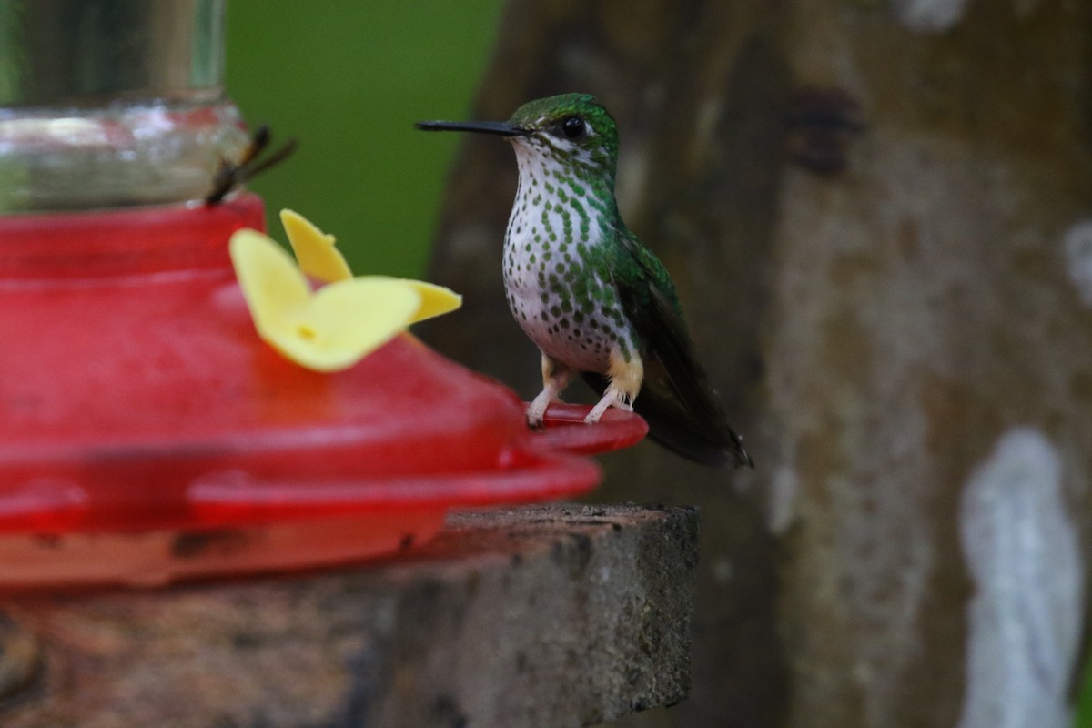 Peruvian Racket-tail - ML644871966