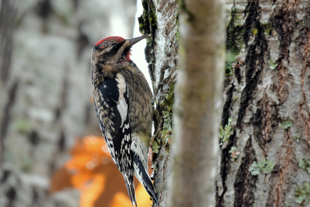 kanadasevjespett - ML644871971