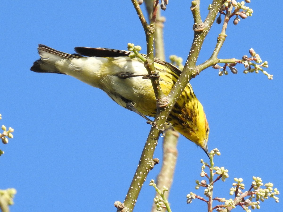Cape May Warbler - ML644871976