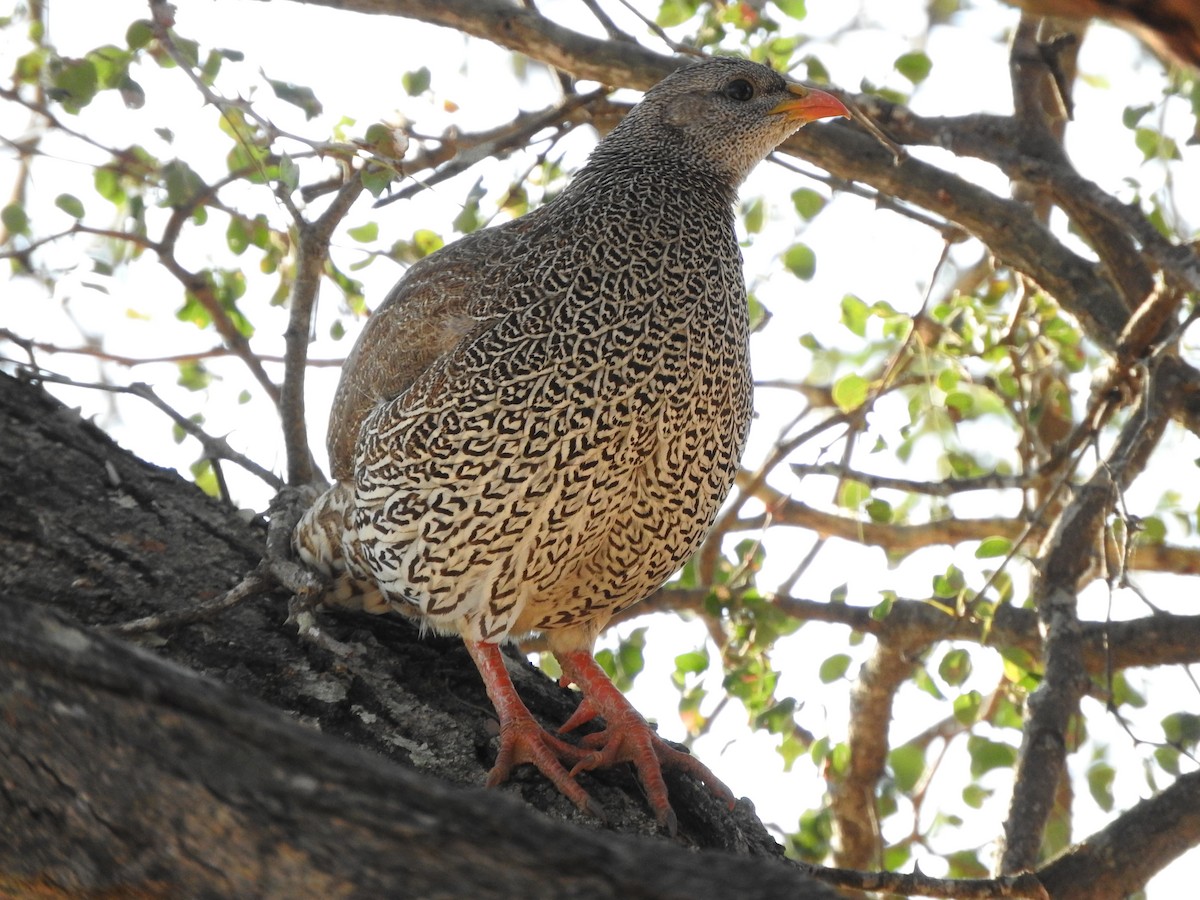 Natal Spurfowl - ML644871985