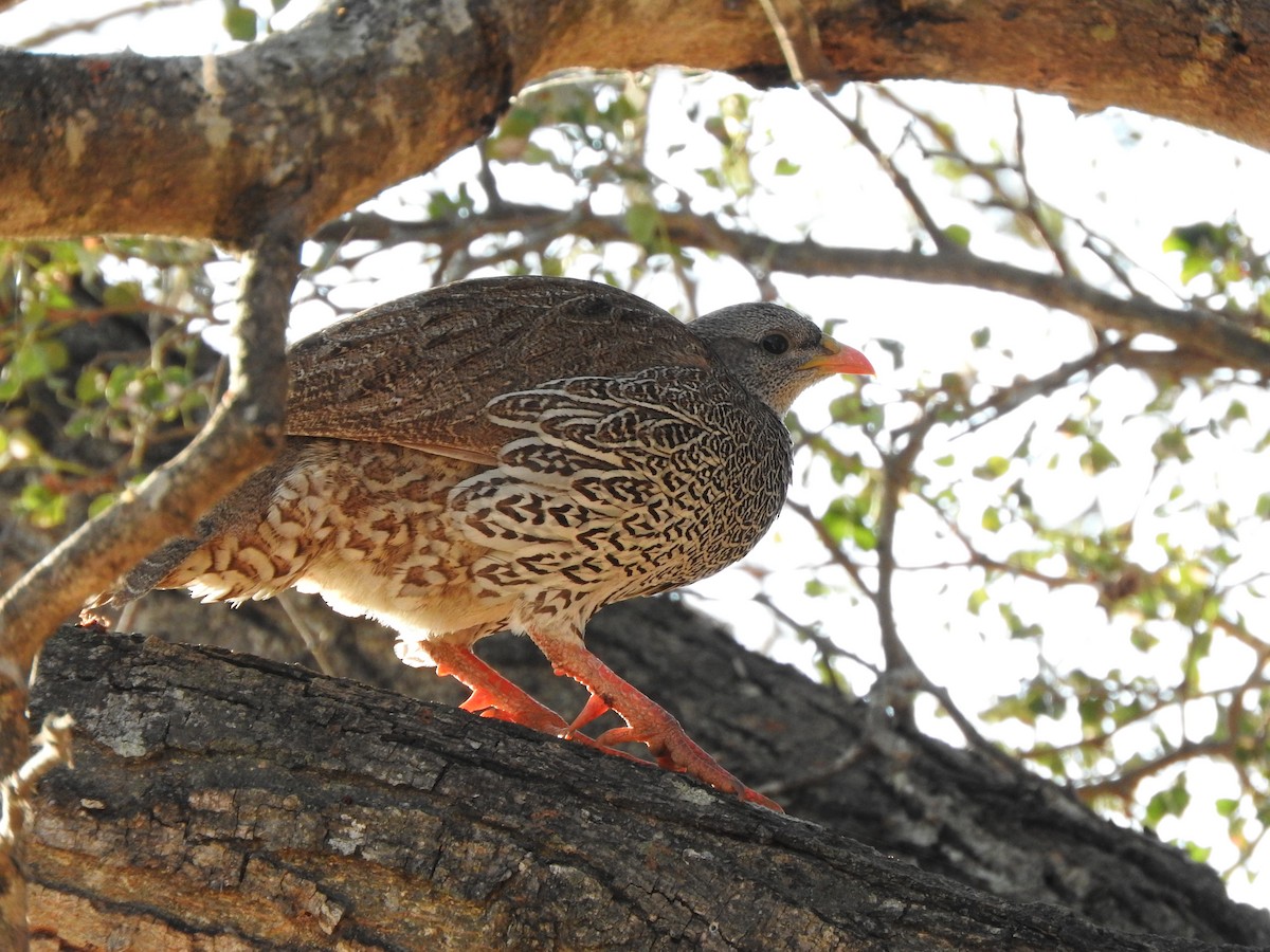 Natal Spurfowl - ML644871987
