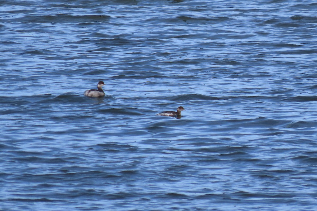 Eared Grebe - ML644871992